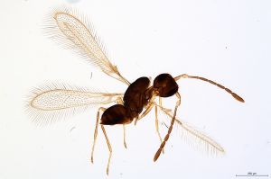 Th1611-0 cf. silesicus.jpg