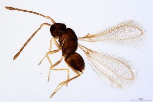 Th1612-0 cf. silesicus.jpg