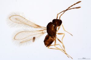 Th1614-0 cf. silesicus.jpg