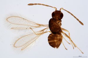 Th1770-0 cf. silesicus.jpg