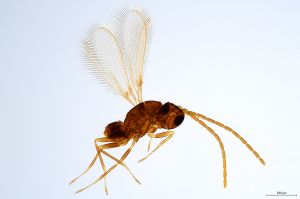 Th1493-II-0 male.jpg