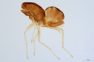 Th2306-0 cf. silesicus.jpg