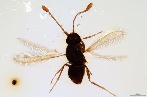 Th1239-0 sinipennis.jpg