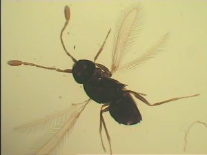 Th1239-12 sinipennis.jpg