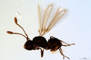 Th1570-0 sinipennis.jpg