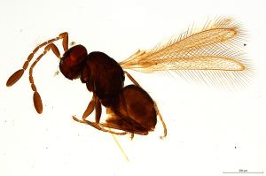 Th2795-0 sinipennis.jpg