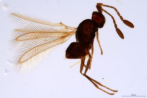 Th2796-0 sinipennis.jpg