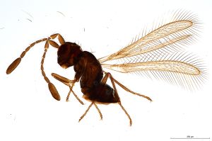 Th1568-0 sinipennis.jpg