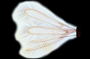 soykai n. name 0-1.png