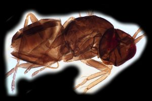 soykai n. name 0-3.png