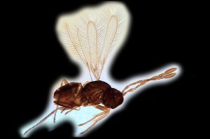 soykai n. name 0.png