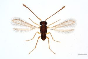 Th124-0 sulphuripes.jpg