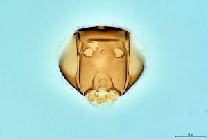 Th188-0 sulphuripes.png