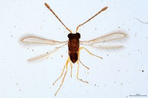 Th300-0 sulphuripes.jpg