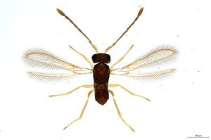 Th311-0 sulphuripes.jpg