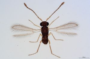 Th342-I-0 sulphuripes.jpg