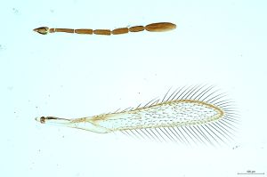 Th347-0 sulphuripes.jpg