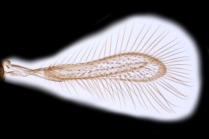 0 vidali Holotype 0-1.png