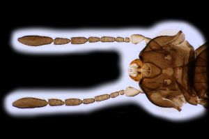 0 vidali Holotype 0-2.png