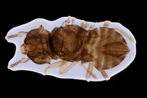 0 vidali Holotype 0-3.png