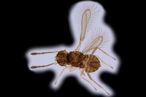 0 vidali Holotype 0.png