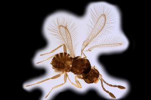 Th1442-0 vidali Ptype.png