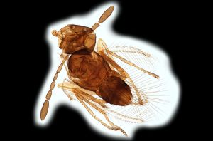 Th1548-0 vidali cf..png