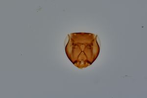 Th2323-0 wolfsthali.jpg