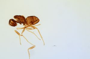 Th2324-0 wolfsthali.jpg