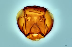 Th3292-0 wolfsthali.png