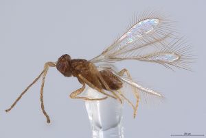 Th3293-0 wolfsthali male.jpg