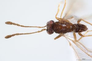 Th3925-0 wolfsthali.jpg