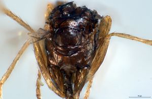 Th3926-0 wolfsthali propodeum.png