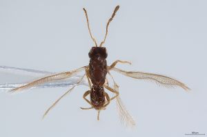 Th3927-0 wolfsthali.jpg