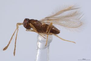 Th3928-0 wolfsthali.jpg