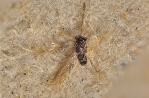 Th3338-0 Anaphes sp..jpg