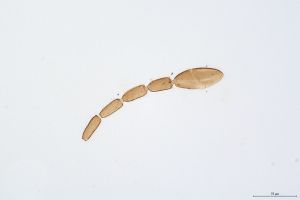 Th3339-0 Anaphes sp. A.jpg