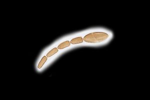 Th3339-0 Anaphes sp. A.png