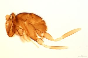 Th3970-0 Anaphes sp..jpg