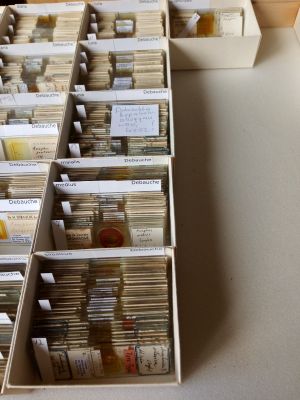 Debauche Anaphes  3.jpg