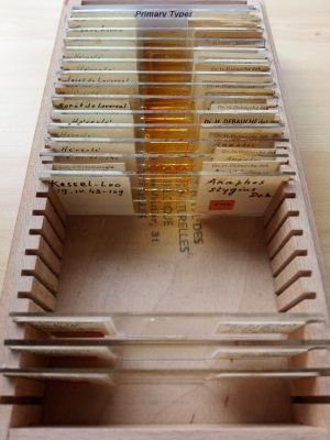 Debauche Anaphes 1.jpg