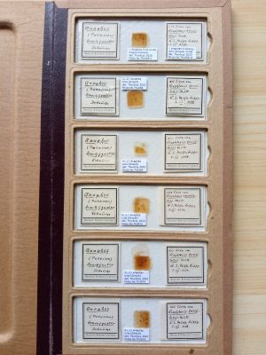 Eberswalde Anaphes 2..jpg