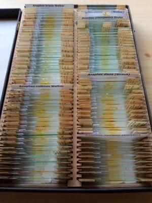 München Anaphes 1.jpg