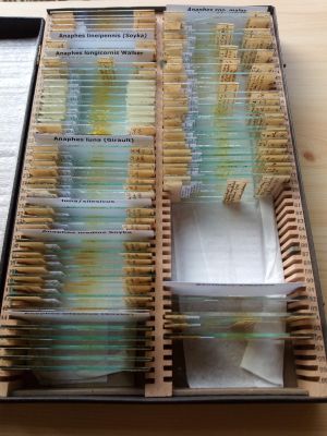 München Anaphes 2.jpg