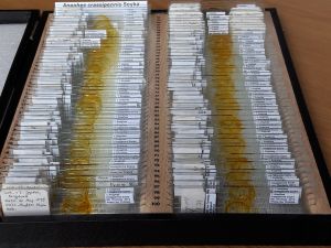 Sveum collection 1.jpg