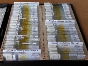 Sveum collection 2.jpg