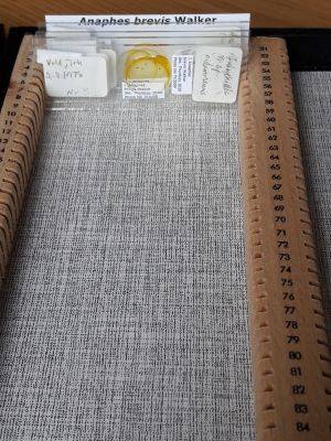 Sveum collection 3.jpg