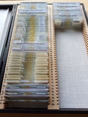 Sveum collection 5.jpg