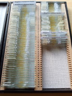 Sveum collection 6.jpg